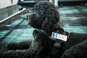 Read more about the article The Making of a Service Dog