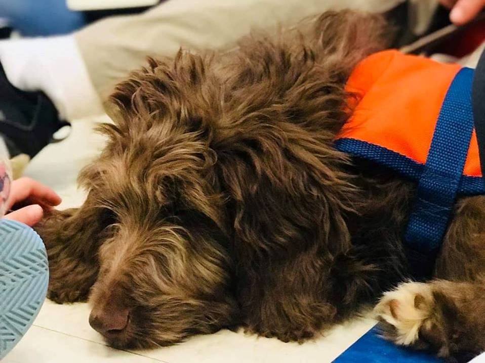 service dog donation program