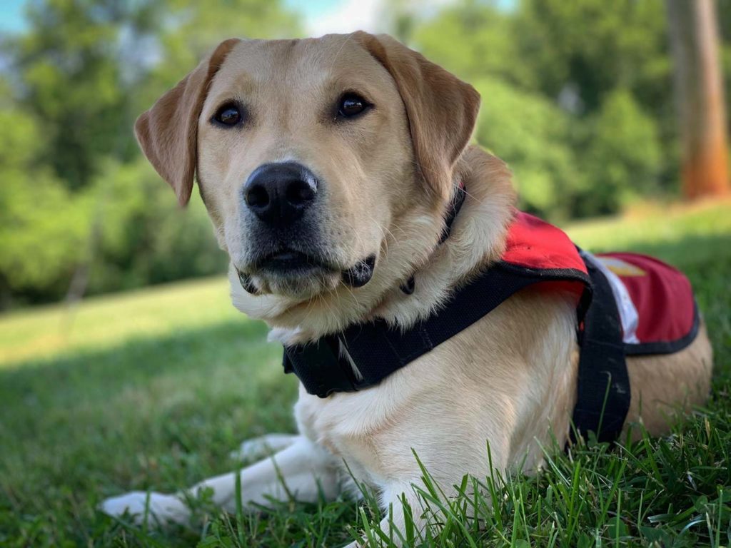 Service Dog Donation - Highland Canine Connect