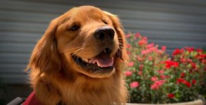 Read more about the article Port-a-Pit BBQ Fundraiser to benefit Highland Canine Connect on October 7