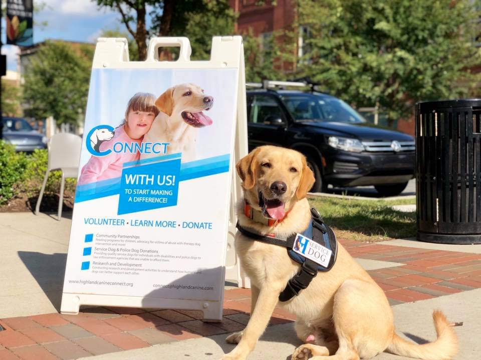 hk9 connect board and dog