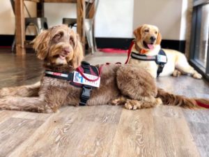 Read more about the article AKC Canine Good Citizen Event – Saturday, September 28