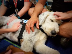 Read more about the article Age Is Just A Number – Why Service Dogs Are Valuable To People Of All Ages