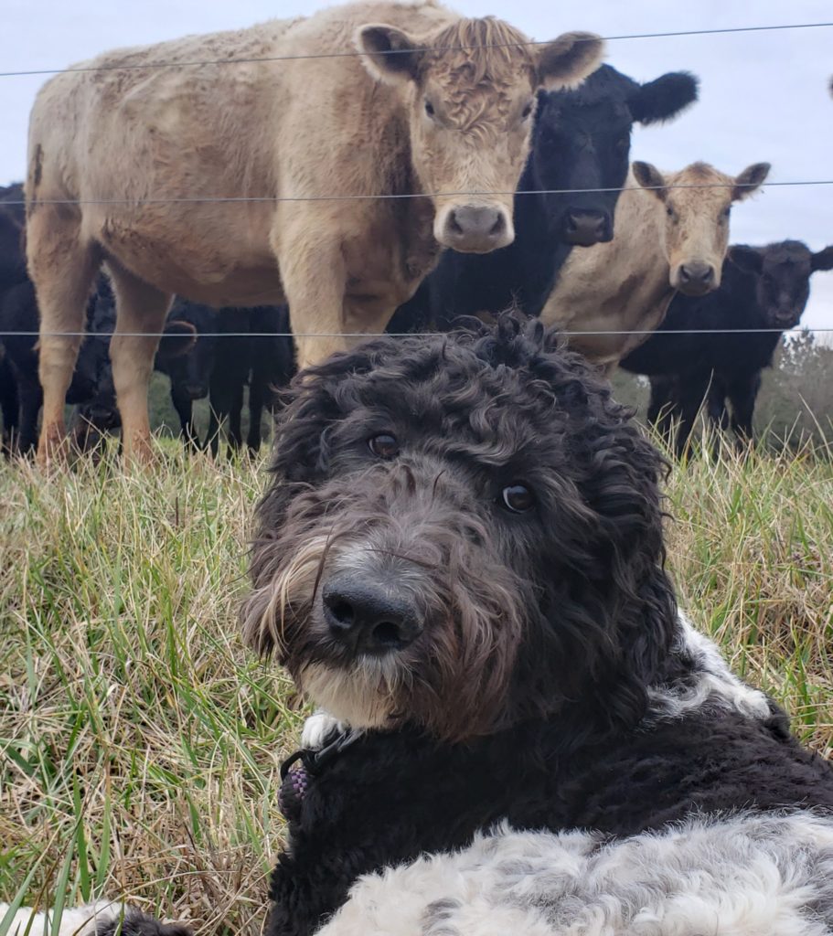 service dog and livestock