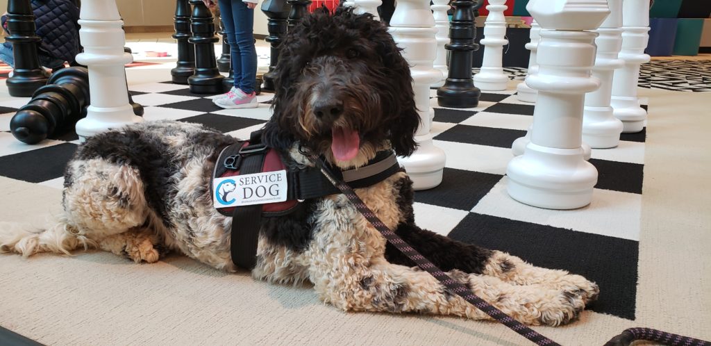 service dog in training