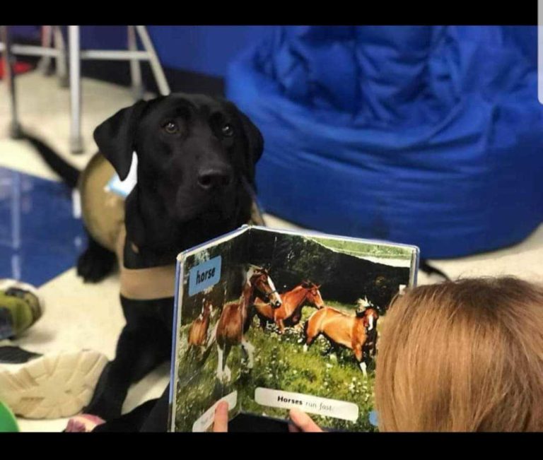 service dog at school