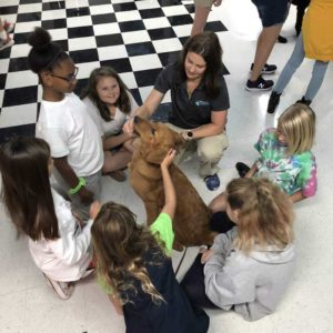 Read more about the article Highland Canine Connect’s One Year Anniversary!