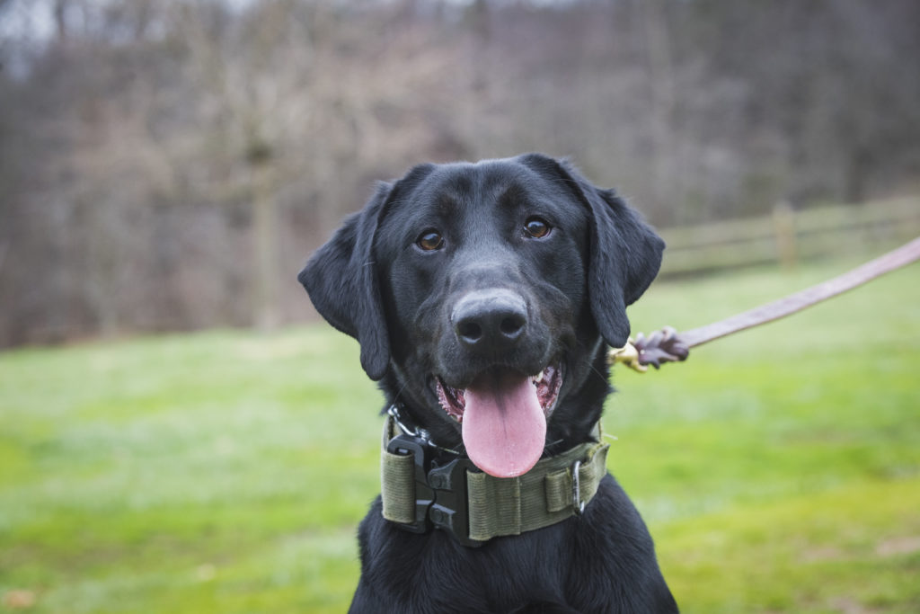 willie police dog donation