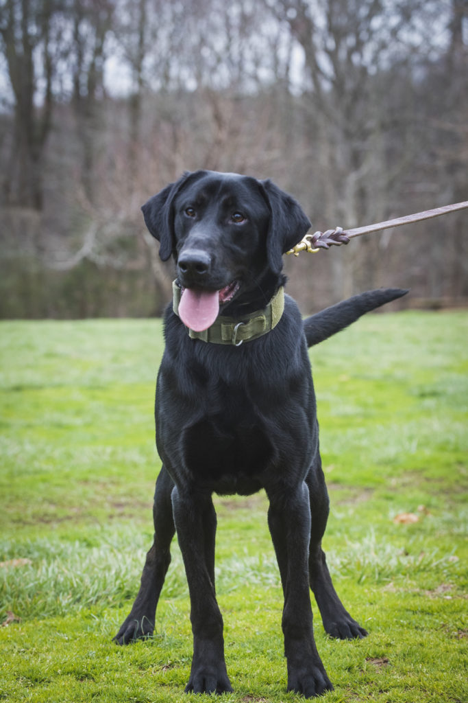 willie labrador retriever
