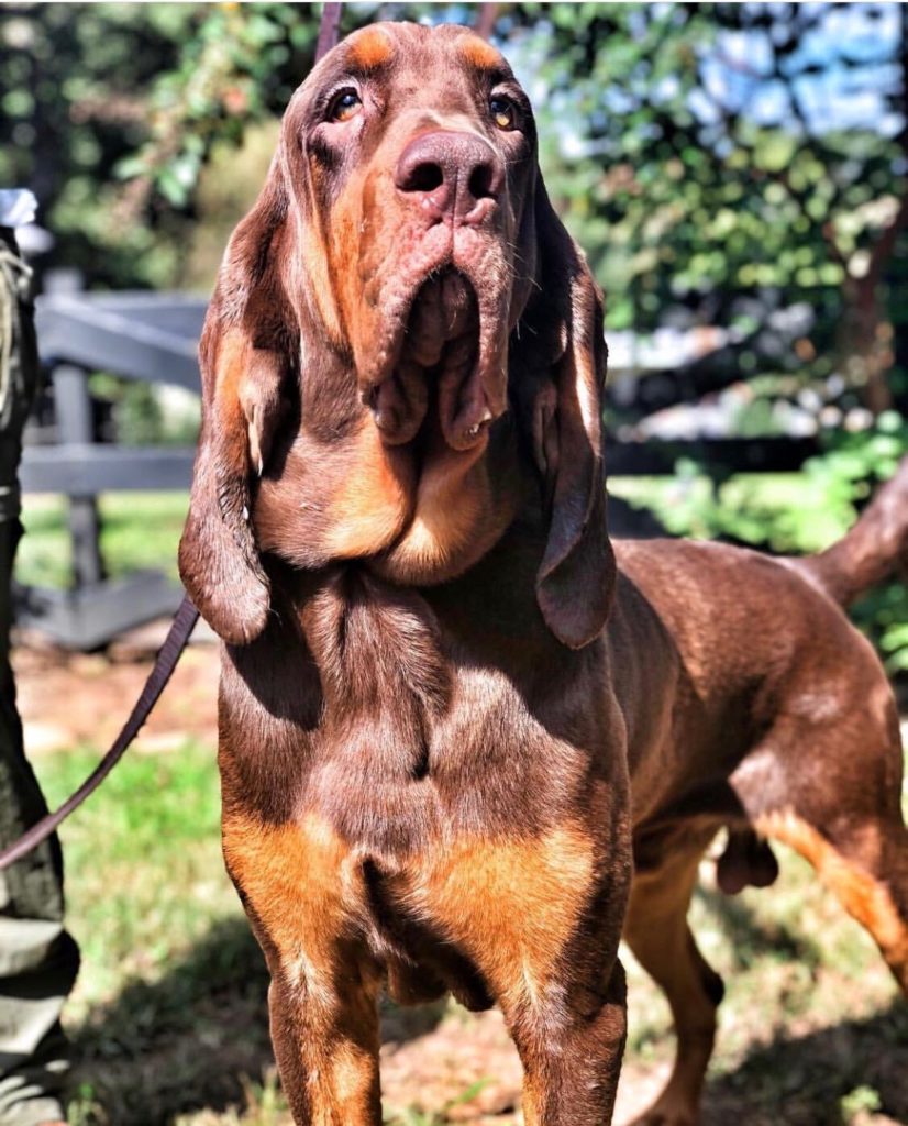 rhys bloodhound police dog donation