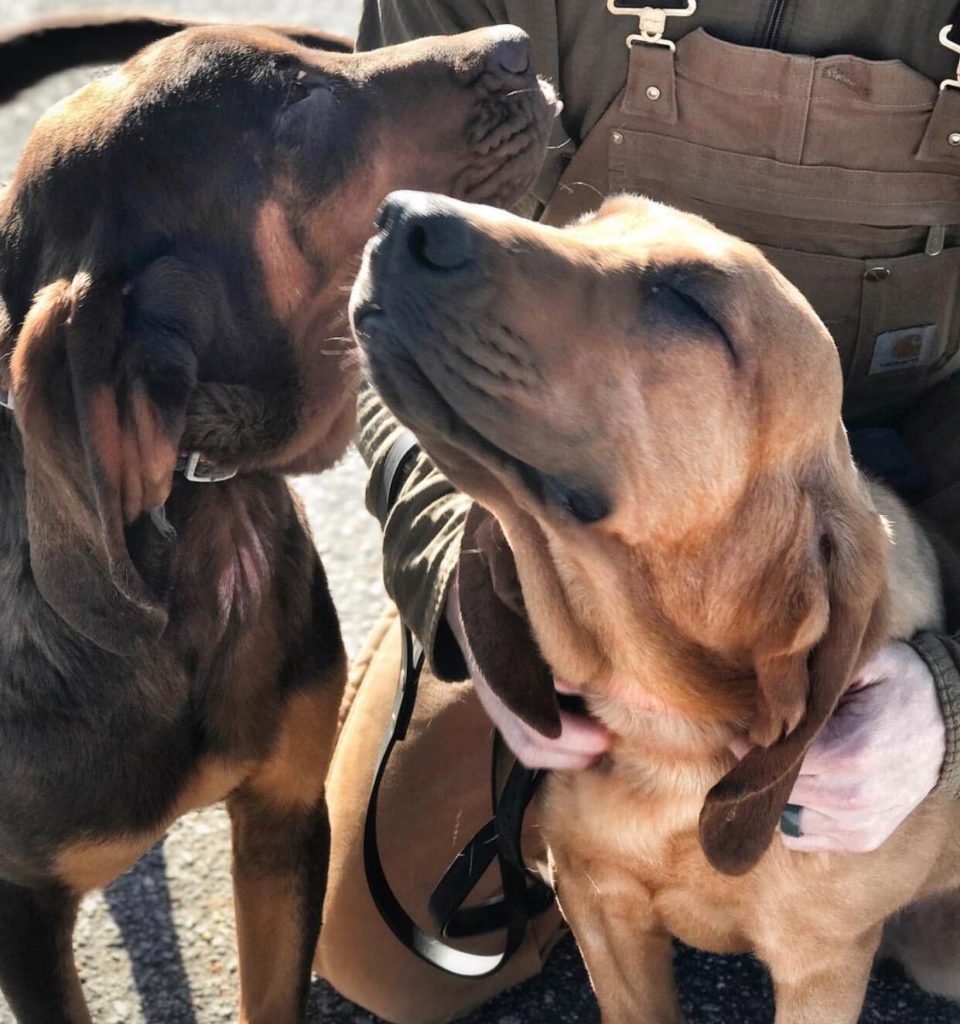 rhys bloodhound police dog