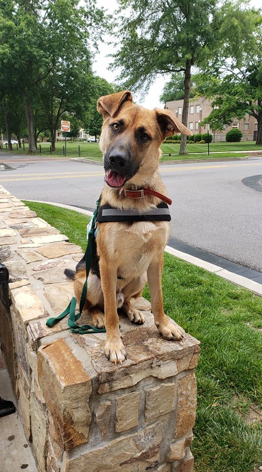 koda service dog in training