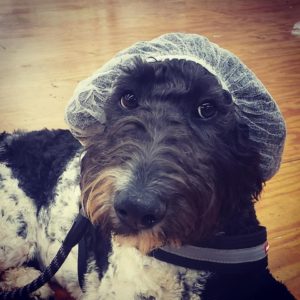 Read more about the article SynergyLabs To Donate Two Fully Trained Service Dogs To Veterans In Burke County, NC