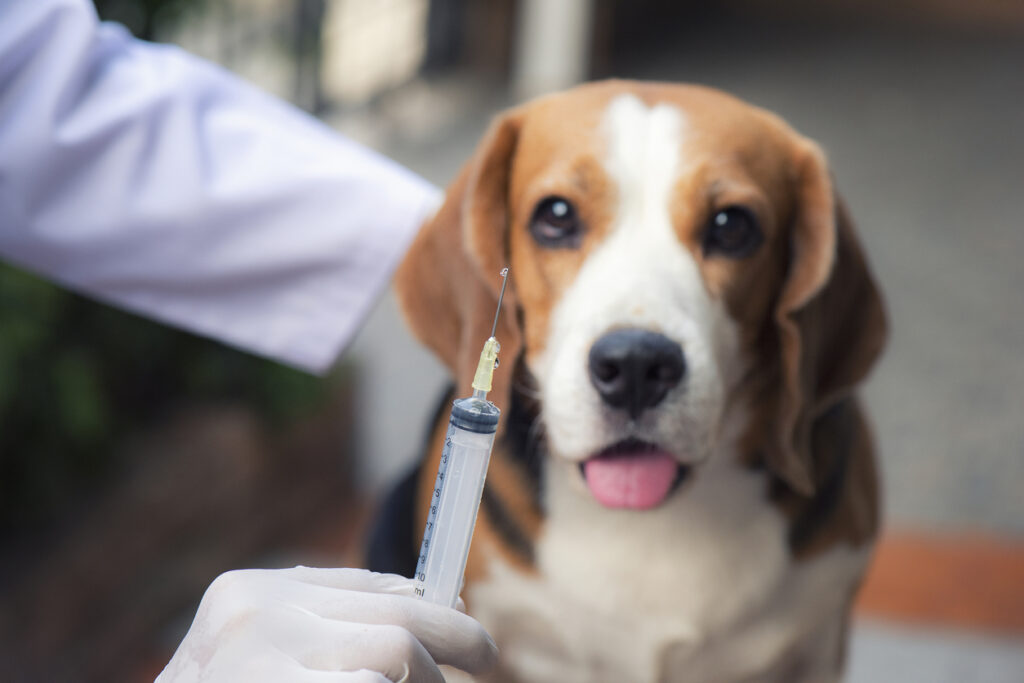 beagle waiting to be vaccinated