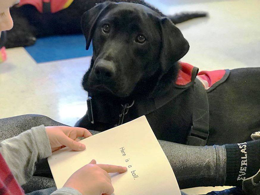 dog at school reading program