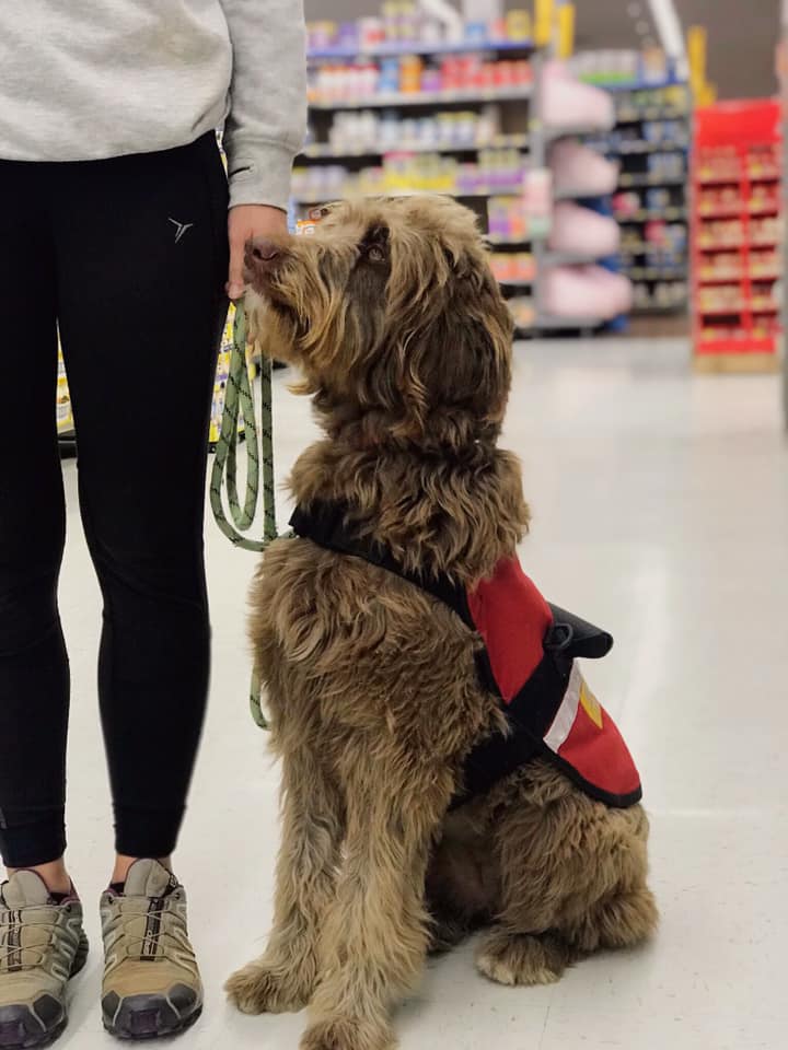 service dog in training at grocery store