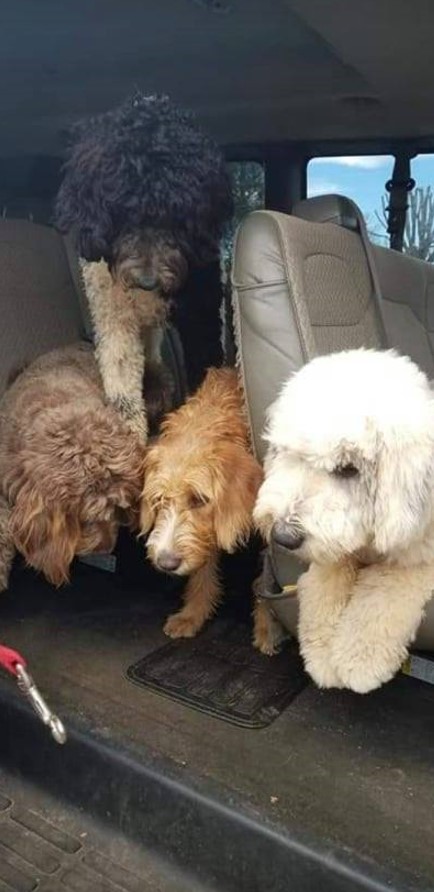 service dogs on way to reading program