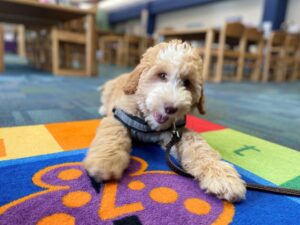 Read more about the article Highland Canine Connect Opens New Chapter In Tampa, FL
