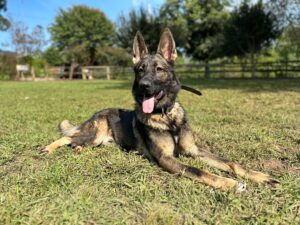 Read more about the article HCC To Donate Fully-Trained Police K9, Jasper (Apply by October 6!)