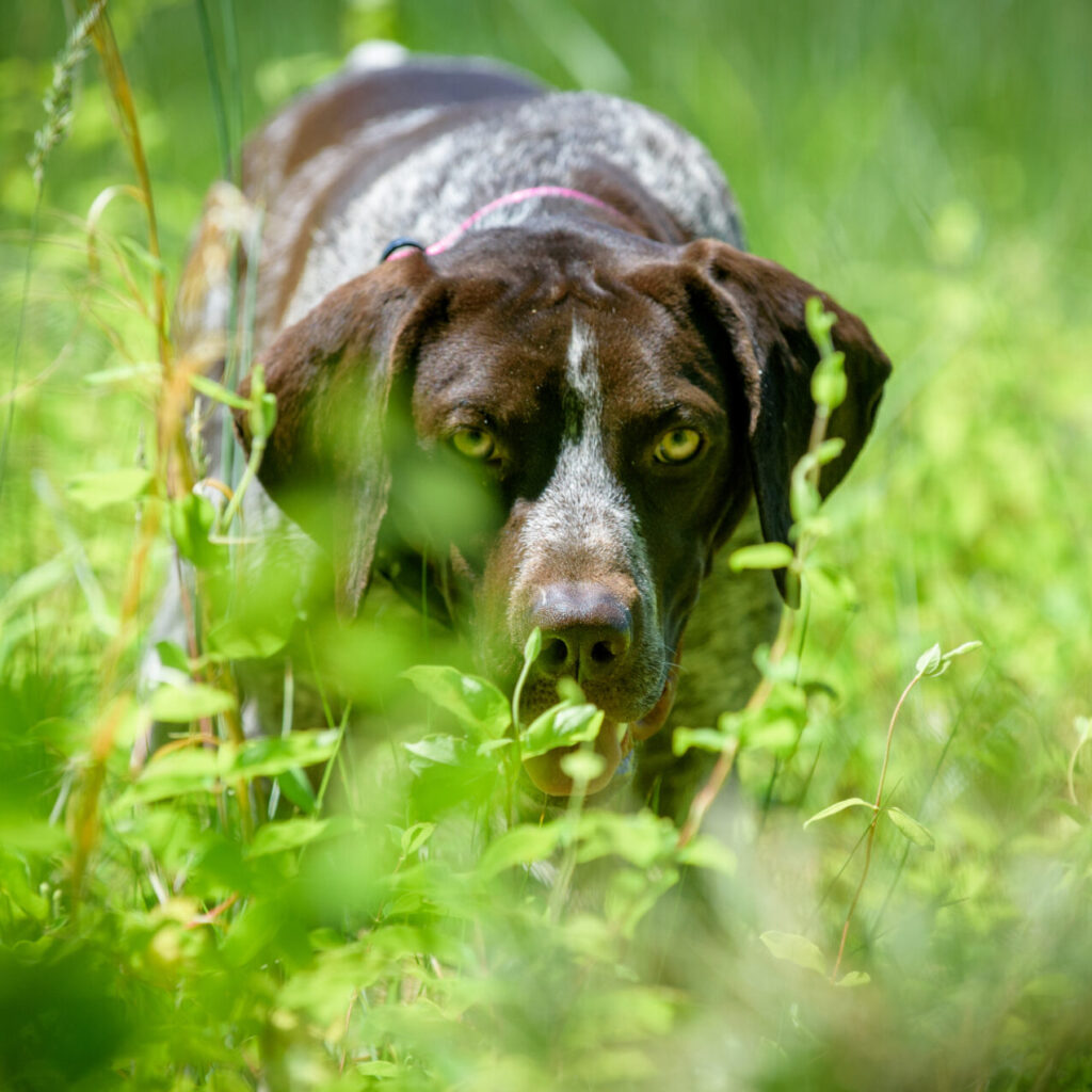 Gerty Bee Detection Dog