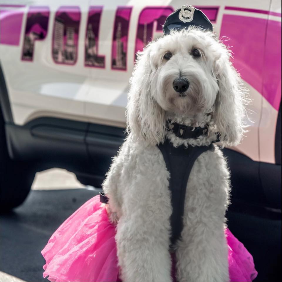 Asheville Police K9 Kora