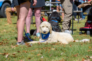 Read more about the article The Benefits of Working With Dogs